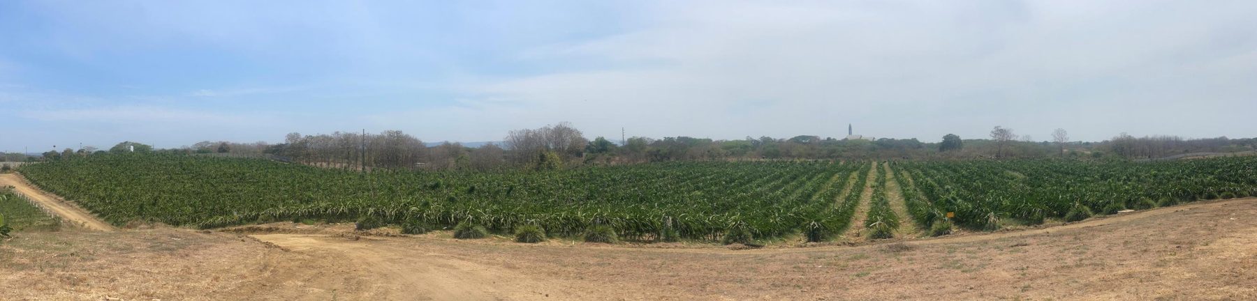 Sabfruit dragon fruit farm in Chongón, Ecuador