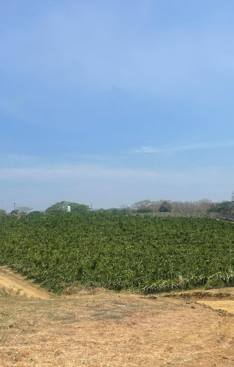 High-density dragon fruit fields at Sabfruit