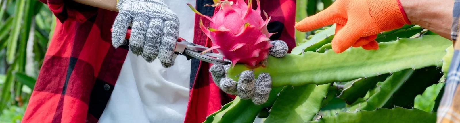 Hand-harvesting dragon fruit at Sabfruit